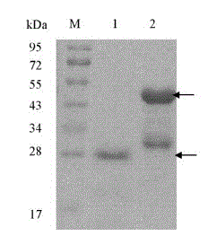 Anti-Pf 332-DBL sectional monoclonal antibody capable of inhibiting invasion of plasmodium falciparum