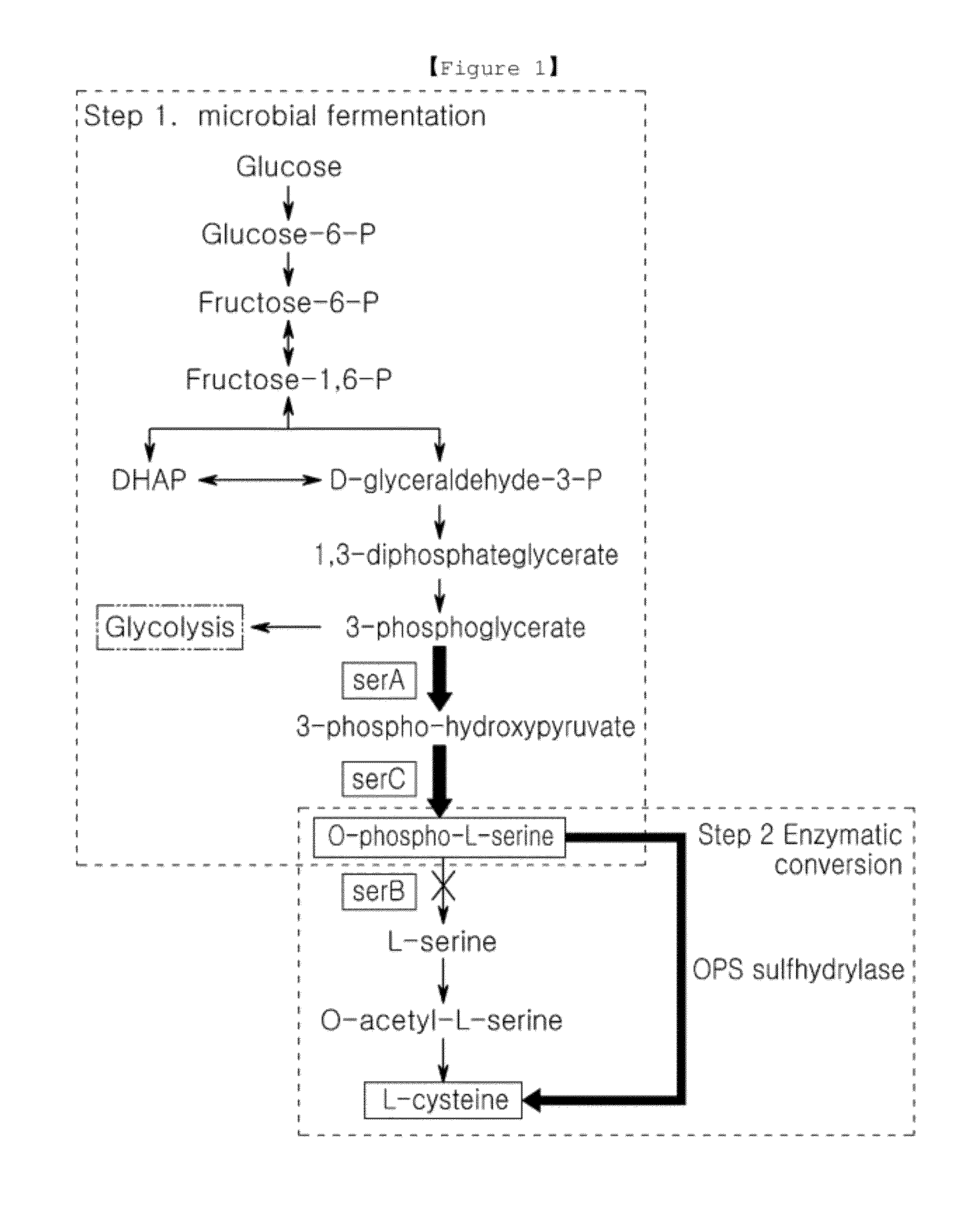 Microorganism producing o-phosphoserine and method of producing l-cysteine or derivatives thereof from o-phosphoserine using the same