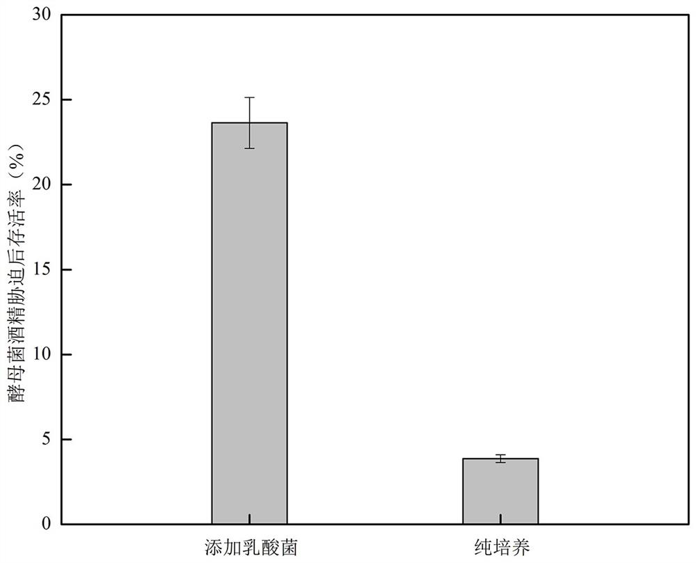 A method for improving alcohol tolerance of yeast by utilizing lactic acid bacteria