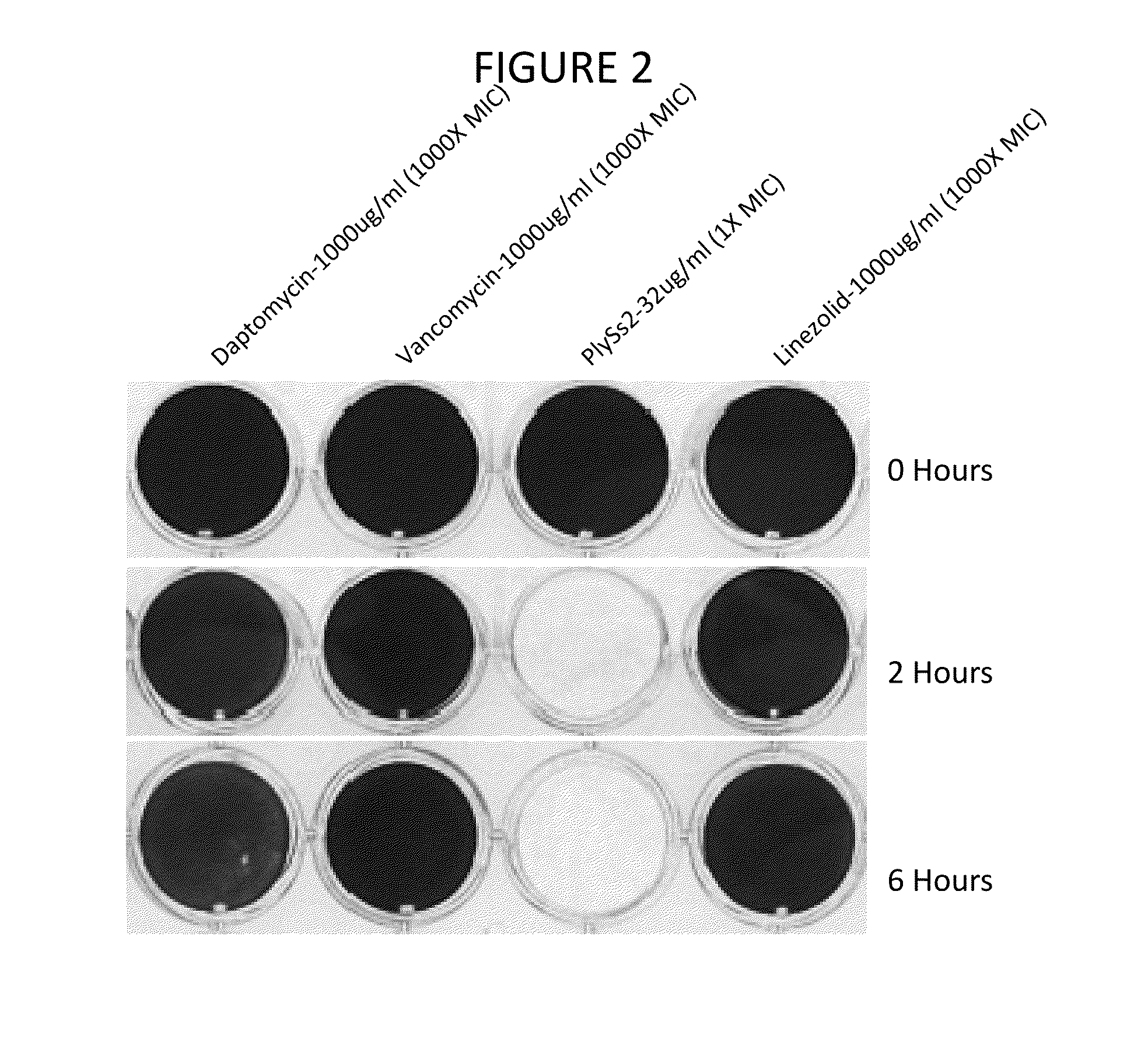 Biofilm prevention, disruption and treatment with bacteriophage lysin