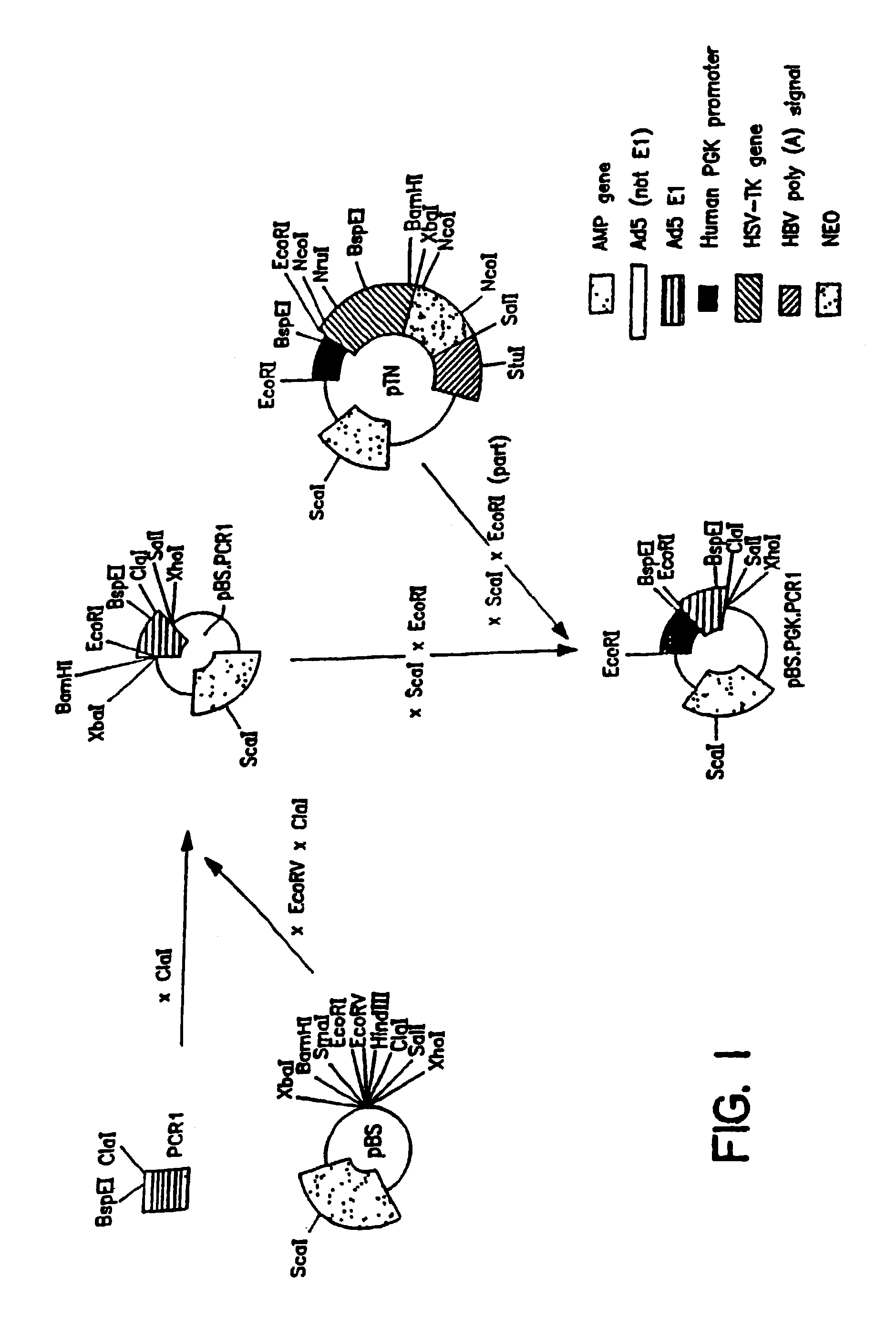 Packaging systems for human recombinant adenovirus to be used in gene therapy