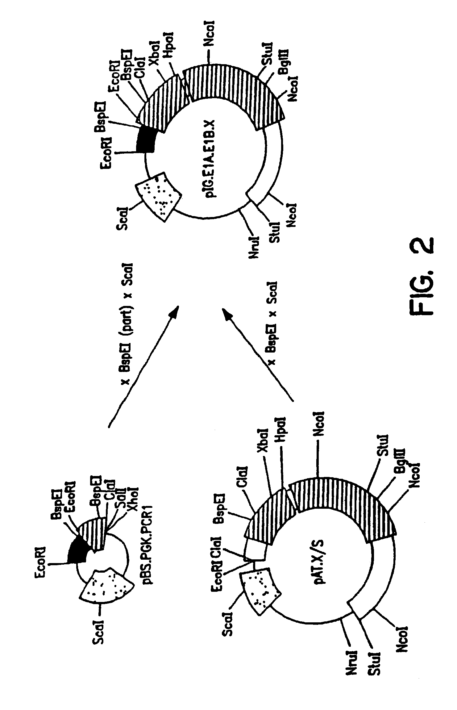 Packaging systems for human recombinant adenovirus to be used in gene therapy