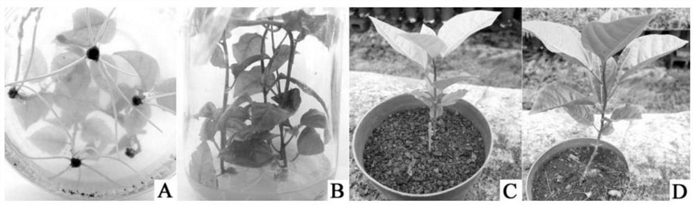A kind of high-efficiency artificial seedling raising method of Passiflora high-quality hybrid