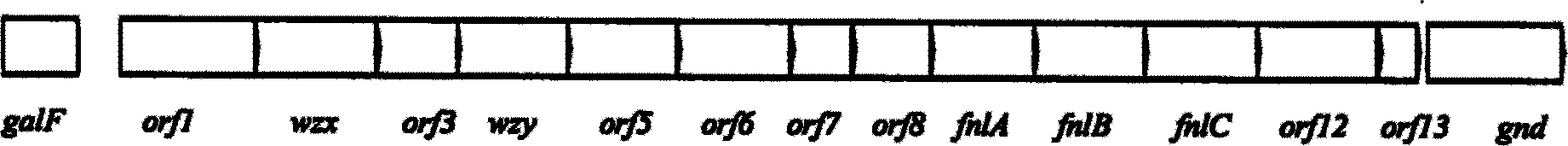 Nucleotide specific for escherichia coli 0151 O-antigen