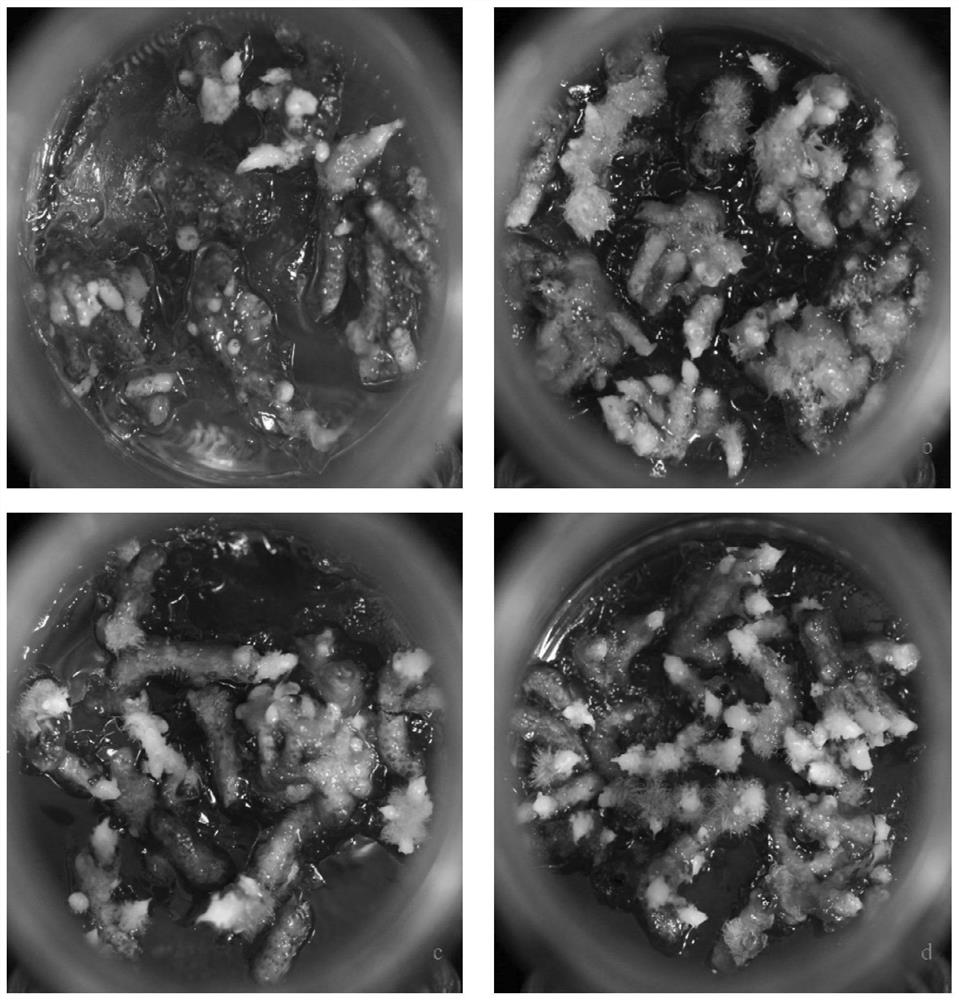 A method for improving the proliferation and differentiation efficiency of Orchid rhizomes