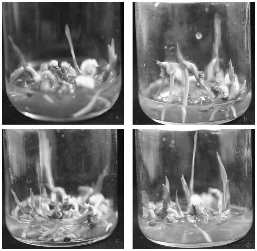 A method for improving the proliferation and differentiation efficiency of Orchid rhizomes