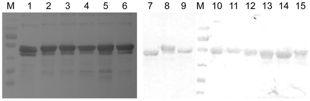 A mutant of l1 protein of human papillomavirus type 35