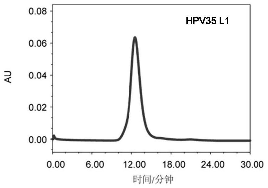 A mutant of l1 protein of human papillomavirus type 35