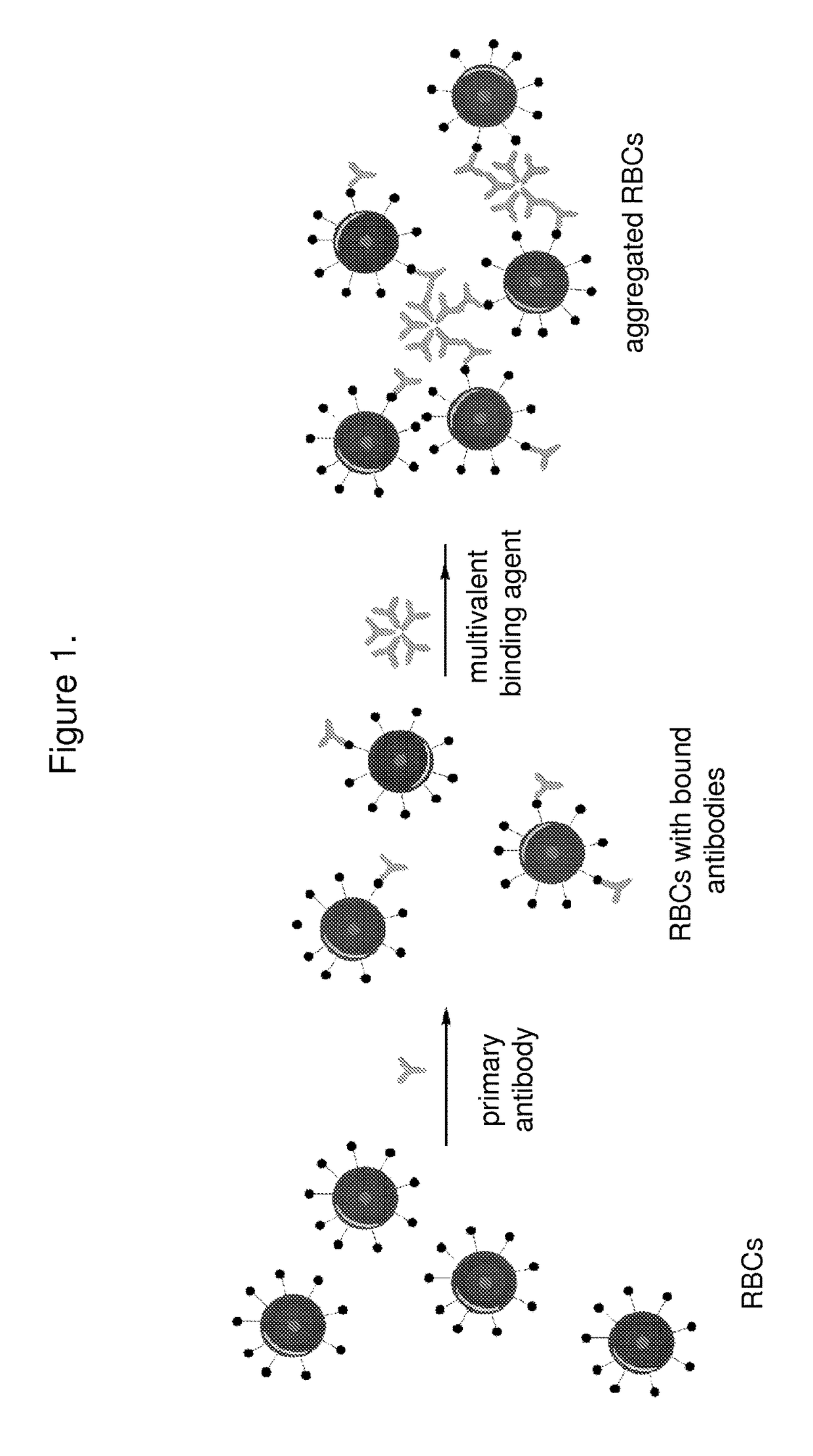 Methods for blood typing and antibody screening