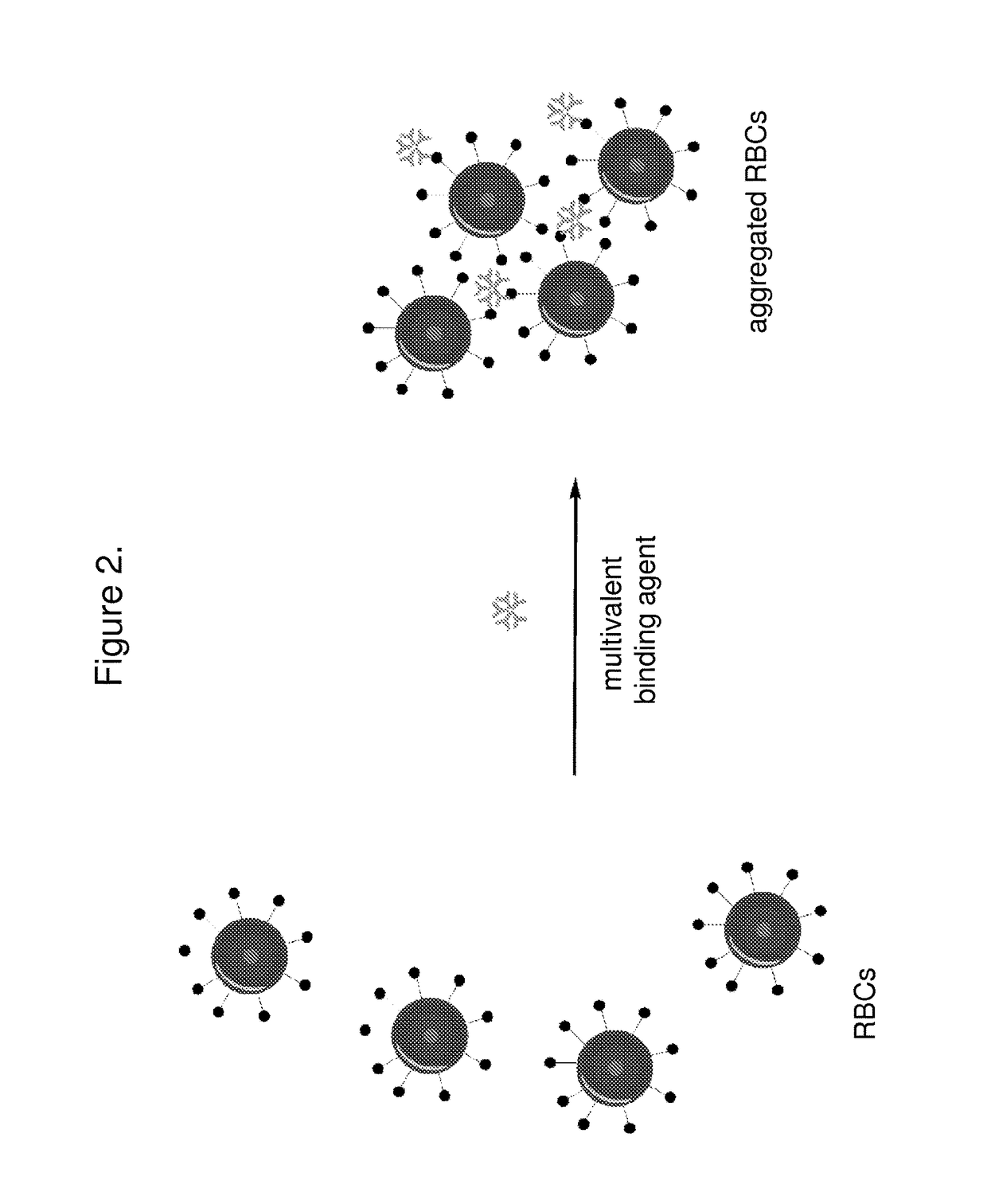 Methods for blood typing and antibody screening