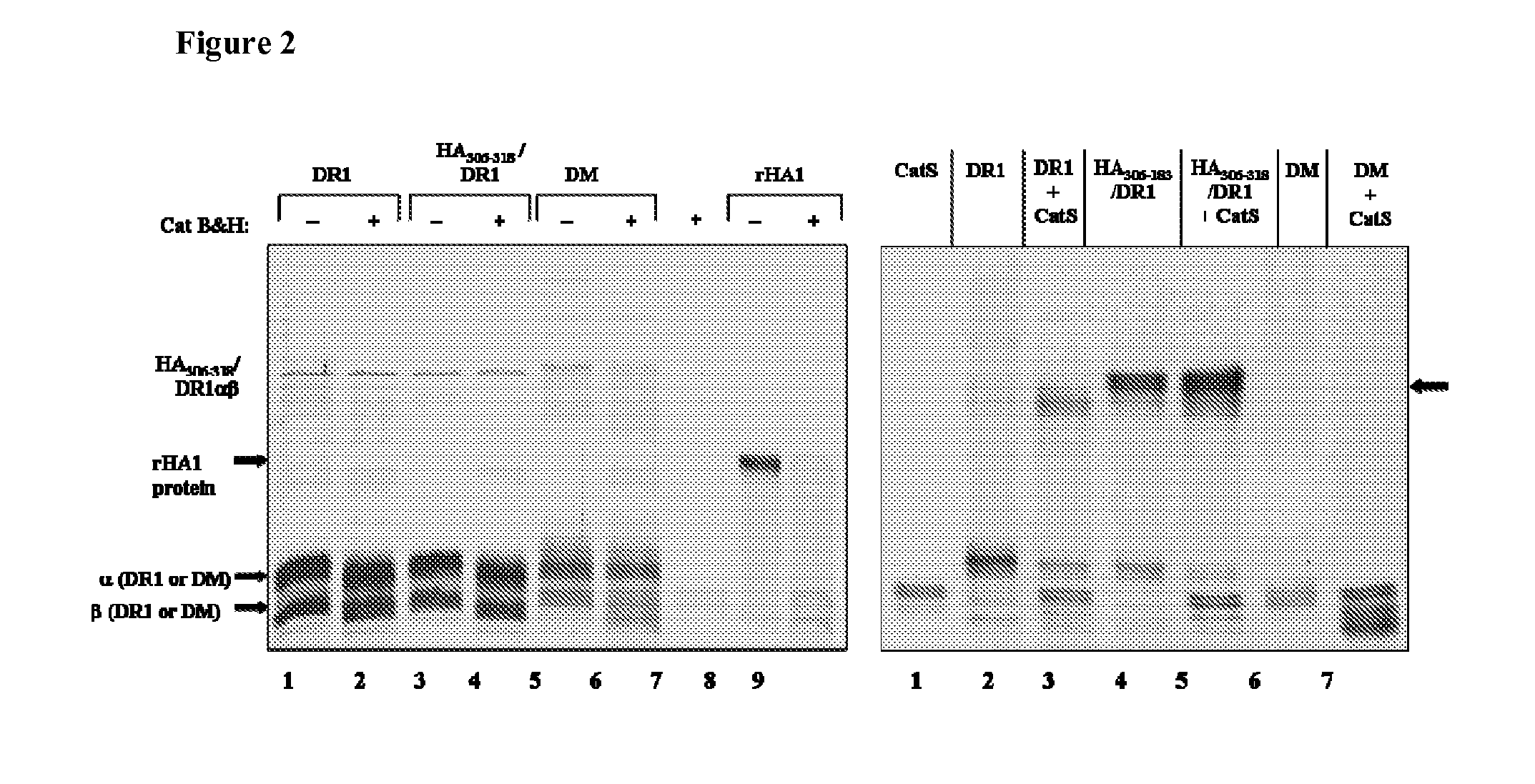 Immunodominant compositions and methods of use therefor