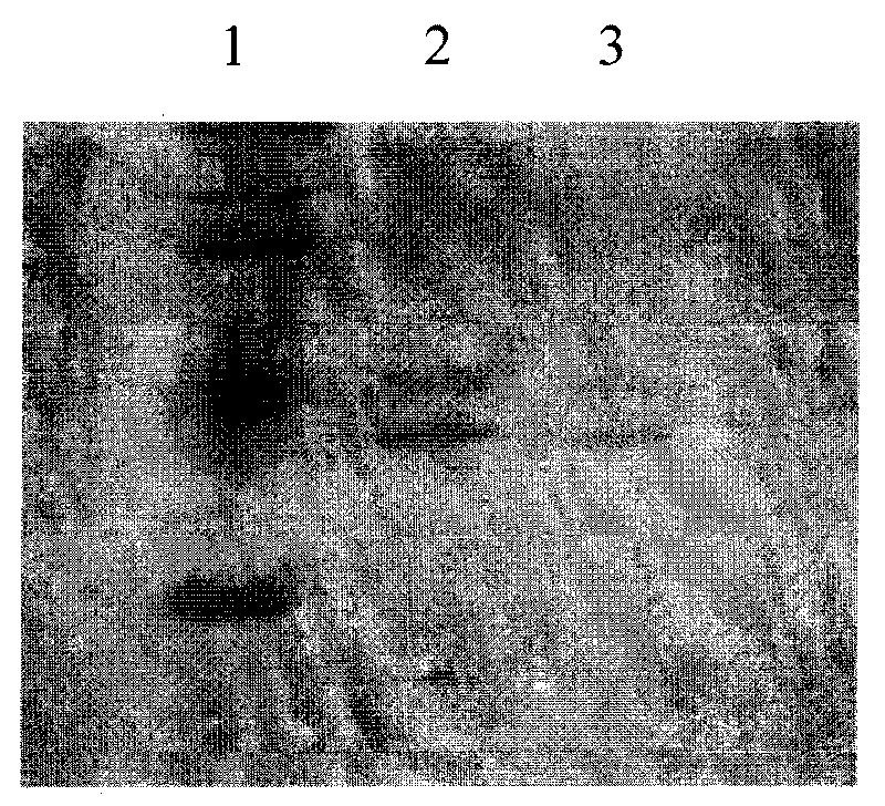 Peach gum hydrolase producing strain and application in preparation of peach gum polysaccharide thereof