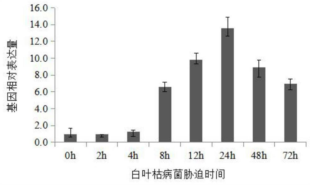 Rice MeRING29 gene, coding protein, recombinant vector and application