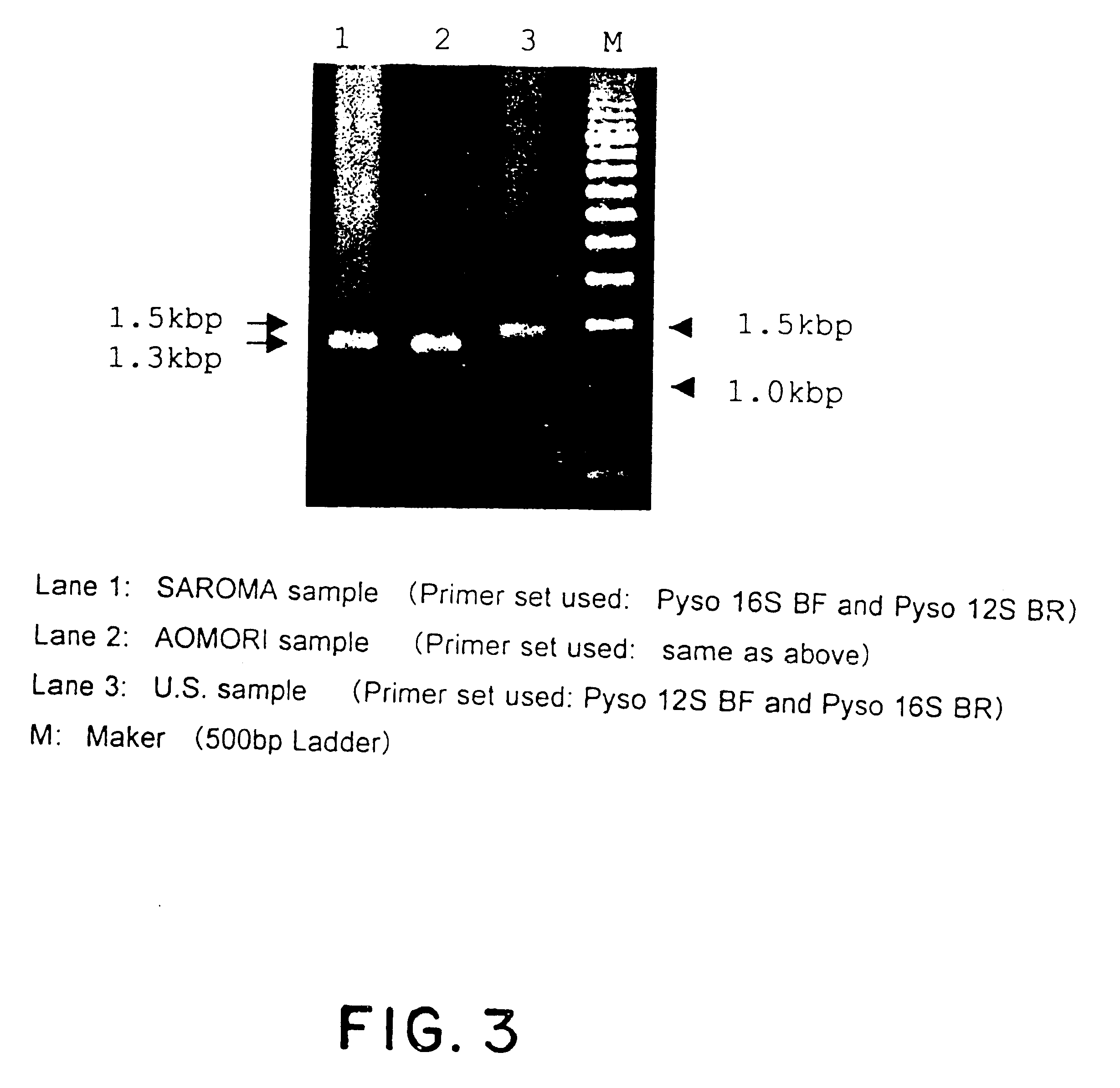 Method for analyzing phyletic lineage of scallop