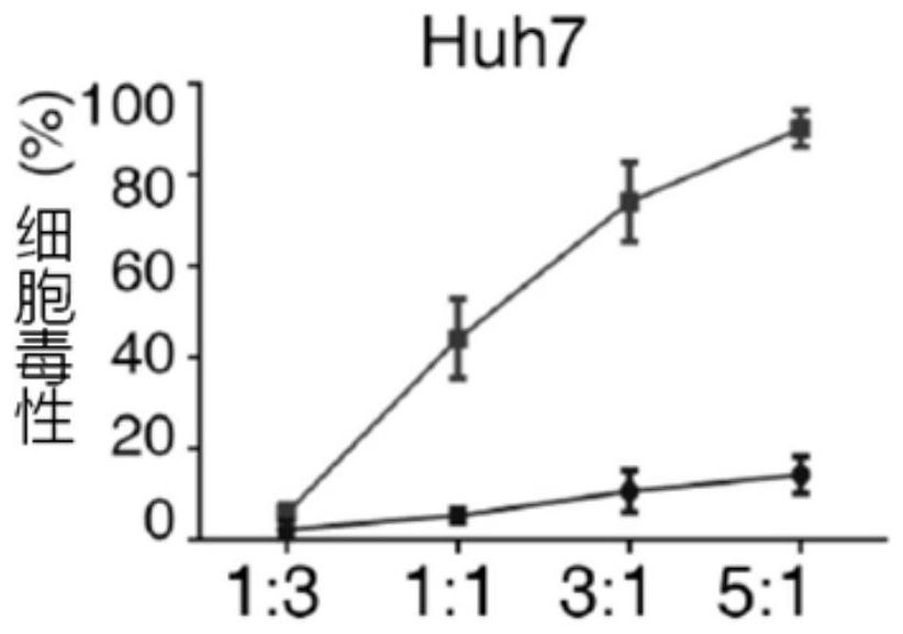 A kind of recombinant lentivirus and its application