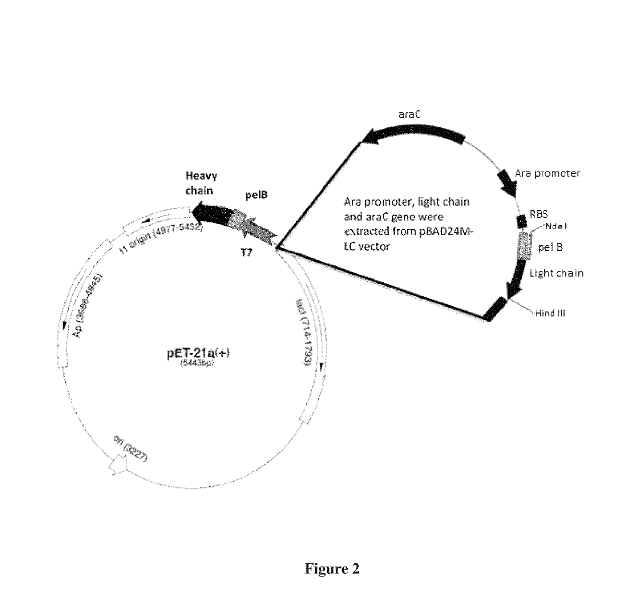 Dual cistronic bacterial expression system