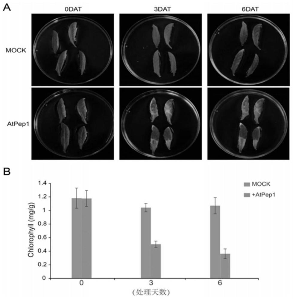 Atpep1 mature polypeptide plant aging accelerator and its preparation method and application