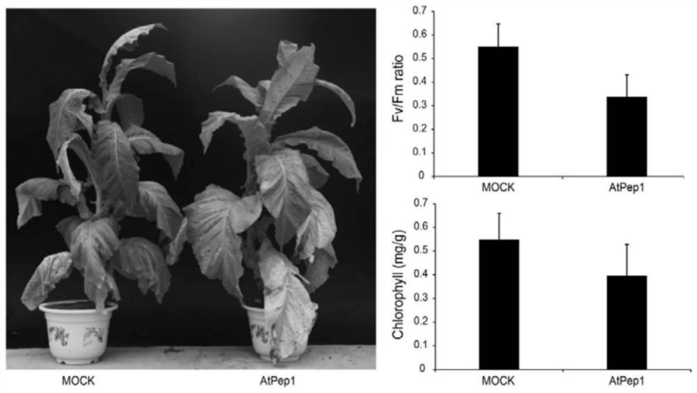 Atpep1 mature polypeptide plant aging accelerator and its preparation method and application