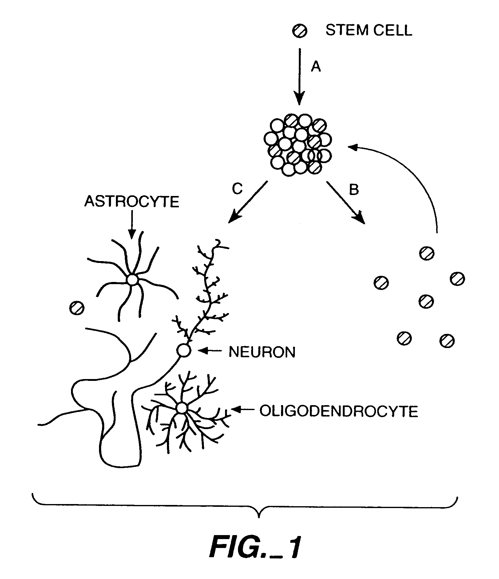 Methods of proliferating undifferentiated neural cells