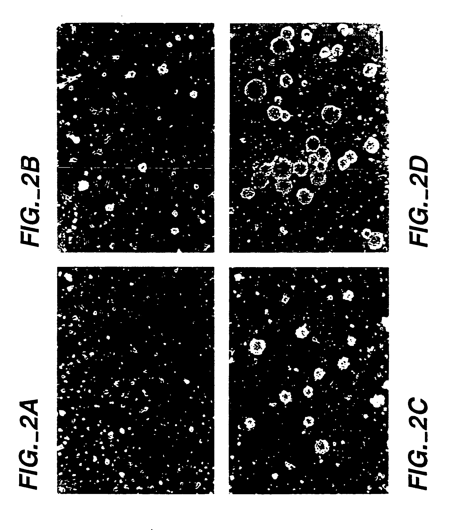 Methods of proliferating undifferentiated neural cells