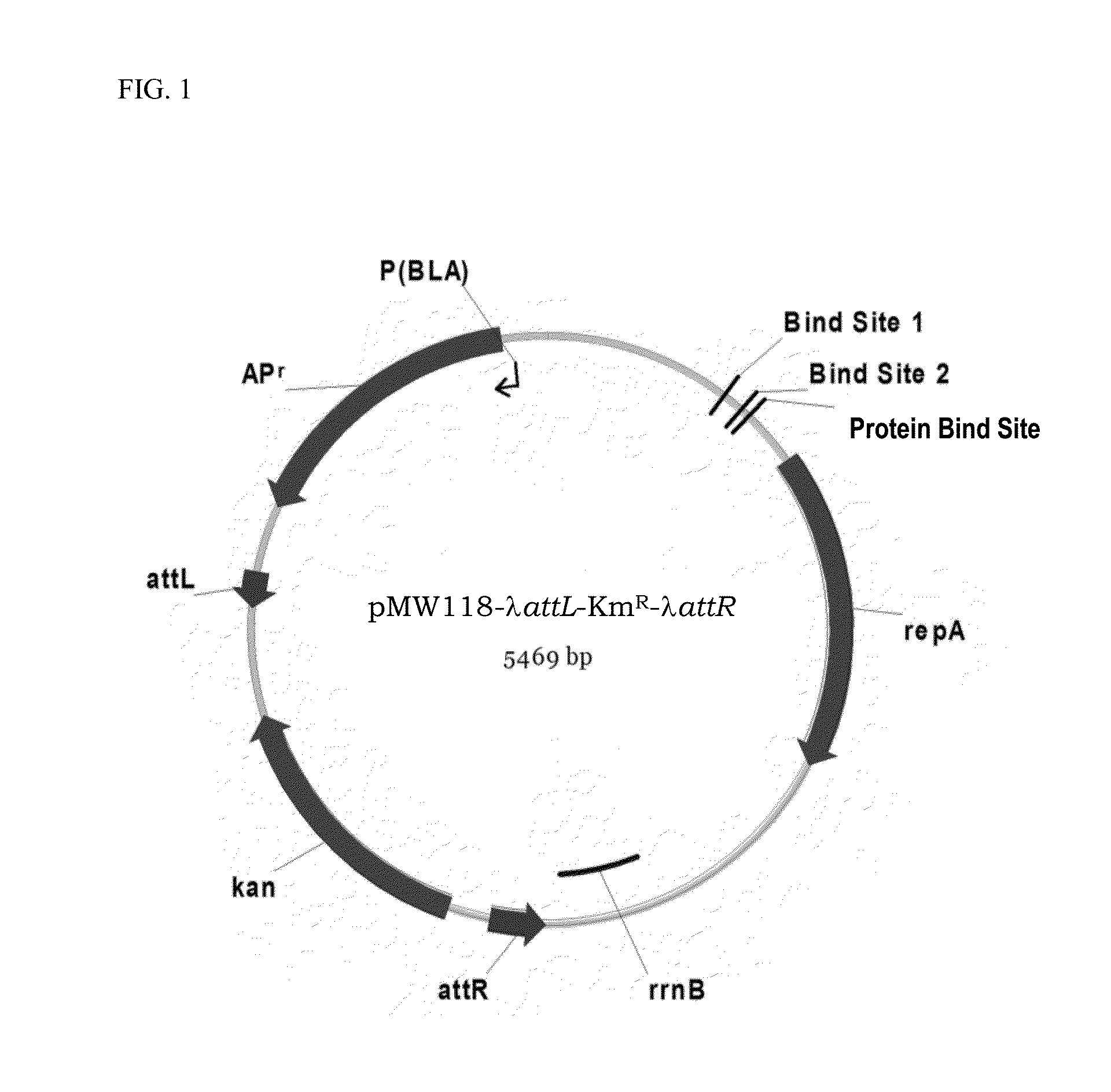 Method for Producing an L-Amino Acid Using a Bacterium of the Family Enterobacteriaceae Having Attenuated Expression of a Phosphate Transporter-Encoding Gene