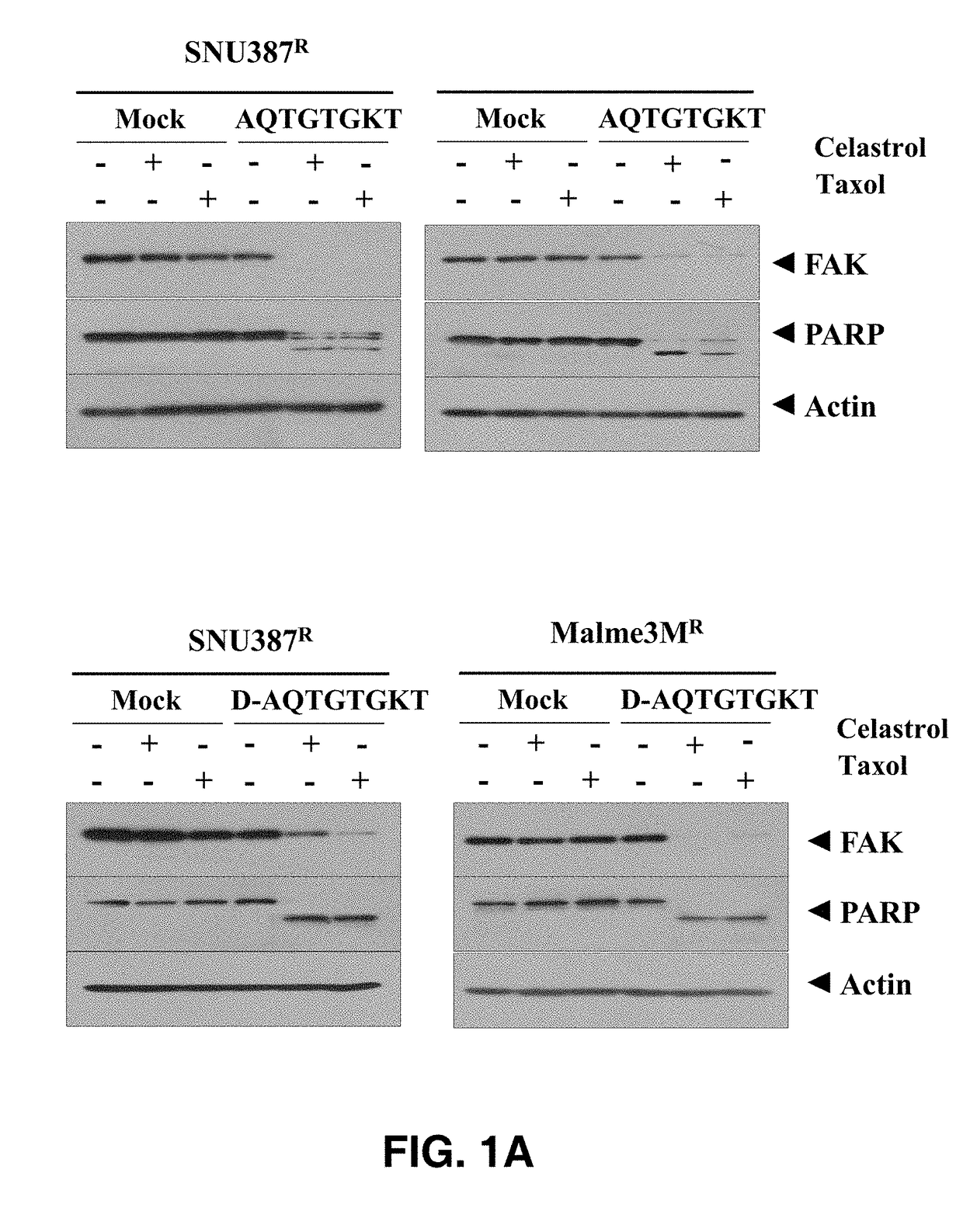 Peptide having eight amino acid sequences derived from cage and retaining anticancer activity and activity to promote anticancer drug sensitivity of anticancer drug-resistant cancer cells