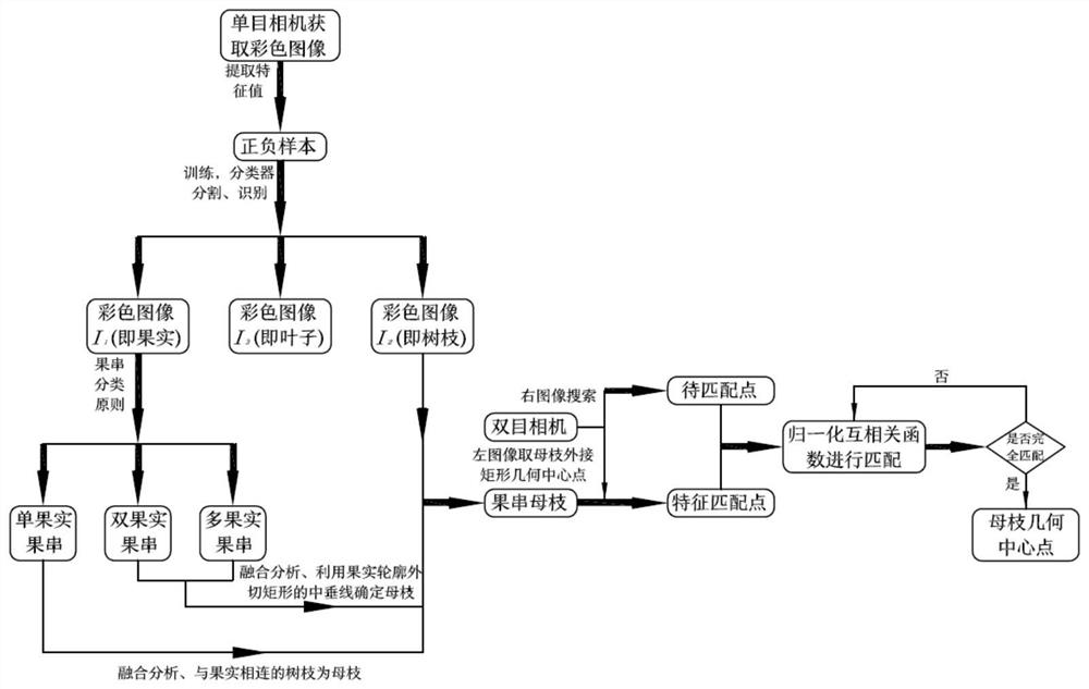 Method for identifying bunch-type fruit mother branch based on monocular camera and binocular camera