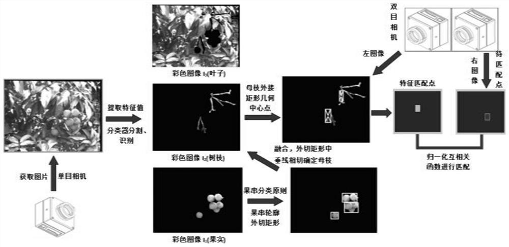 Method for identifying bunch-type fruit mother branch based on monocular camera and binocular camera