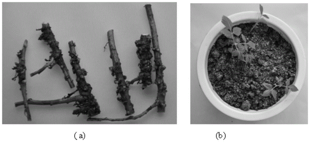 A method for high-efficiency and rapid propagation of excellent strains of Saltwort