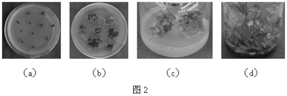 A method for high-efficiency and rapid propagation of excellent strains of Saltwort