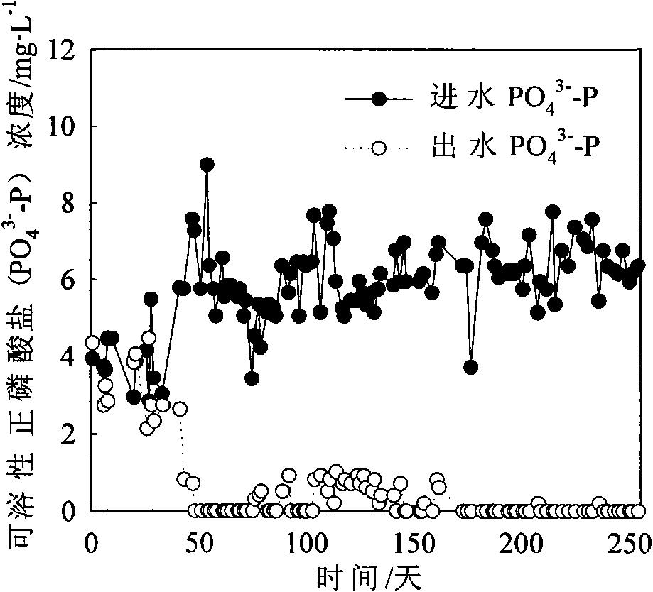 Culture method of aerobic granular sludge for simultaneous denitrification and dephosphorization of domestic sewage at low and normal temperature