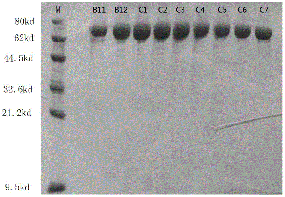 Trehalose synthase and coding gene and application thereof