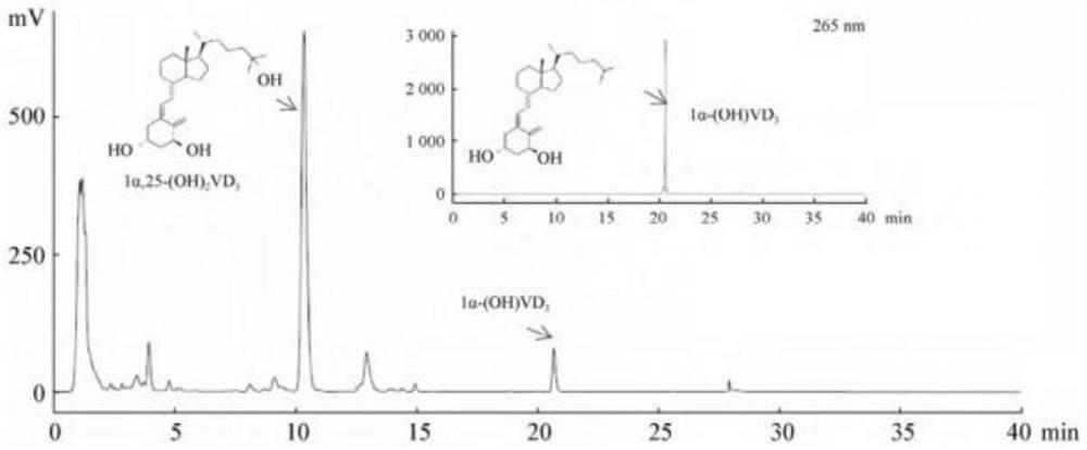 A kind of pseudonocardia and its application