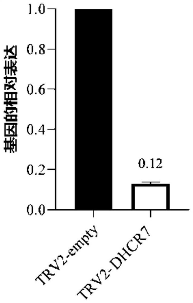 Tobacco 7-dehydrocholesterol reductase gene and application thereof