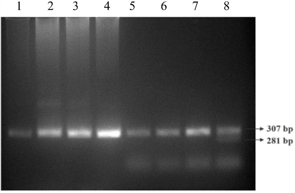Molecular marker method for rapidly detecting panonychus citri pyrethroid resistance