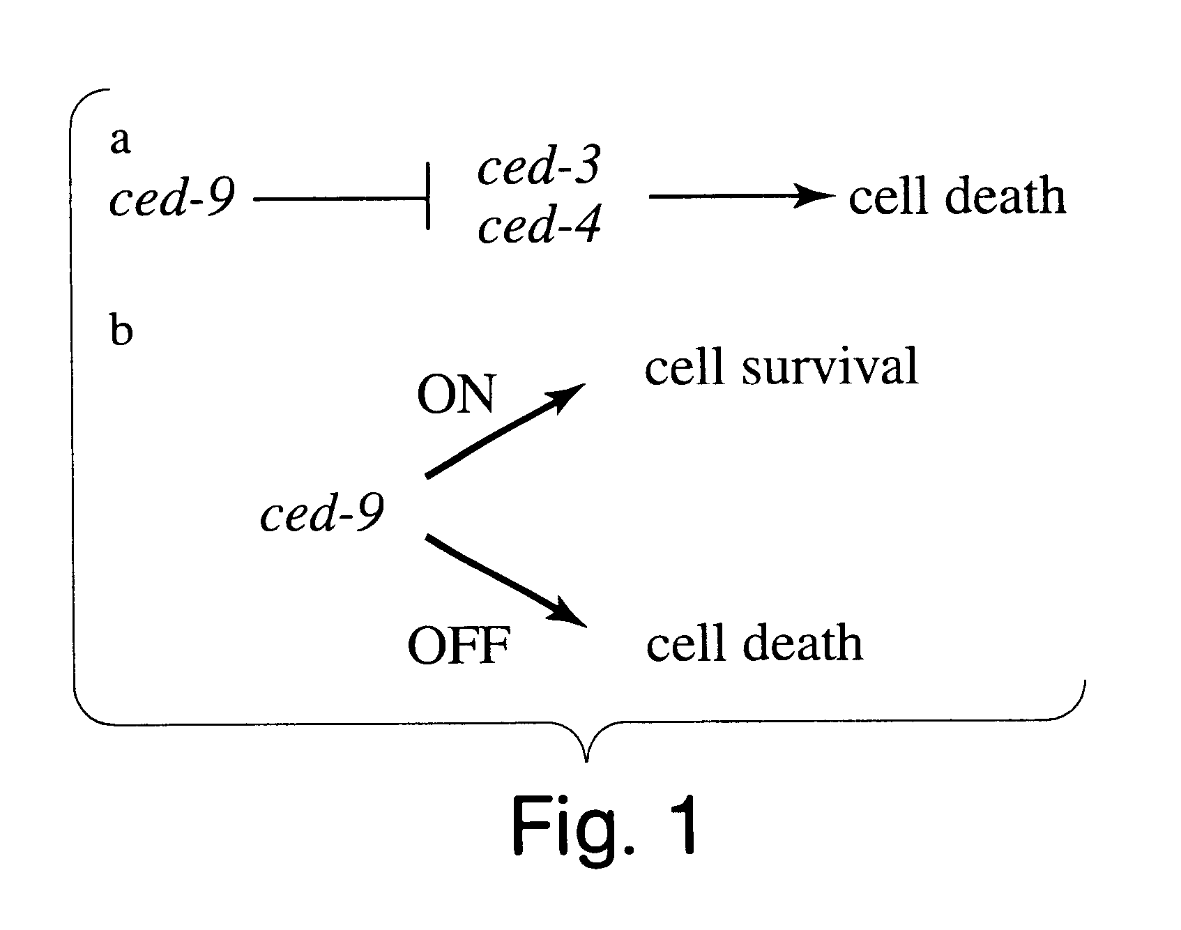 Identification and characterization of a gene which protects cells from programmed cell death and uses therefor