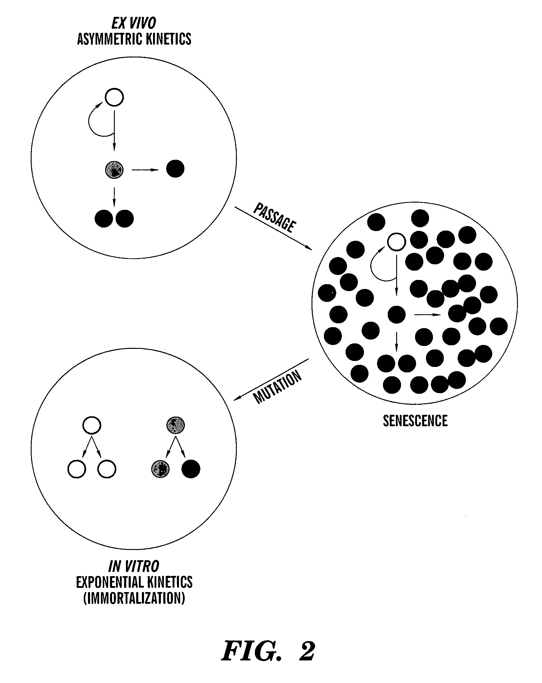 Methods for ex vivo propagation of adult hepatic stem cells