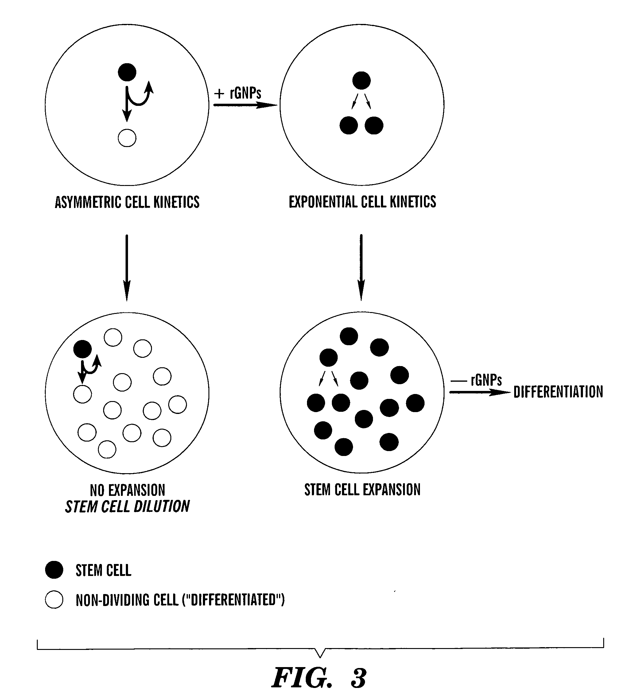 Methods for ex vivo propagation of adult hepatic stem cells