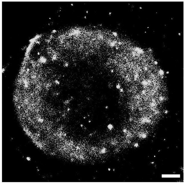 A class of fluborazole derivatives with cell membrane labeling function for single-molecule positioning super-resolution imaging and single-molecule tracking and applications