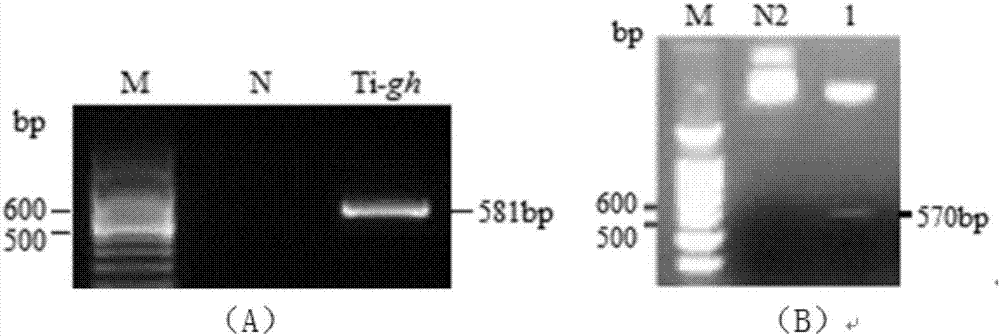 Tilapia growth hormone quantitative determination kit based on timed-resolved fluoroimmunoassay and heterologous antibody