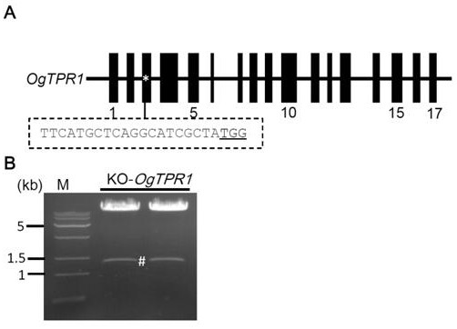 A method and application for creating interspecific hybrid compatibility lines of Asian cultivated rice and African cultivated rice