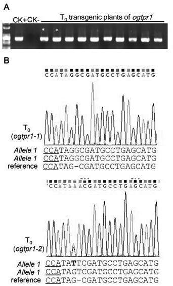 A method and application for creating interspecific hybrid compatibility lines of Asian cultivated rice and African cultivated rice