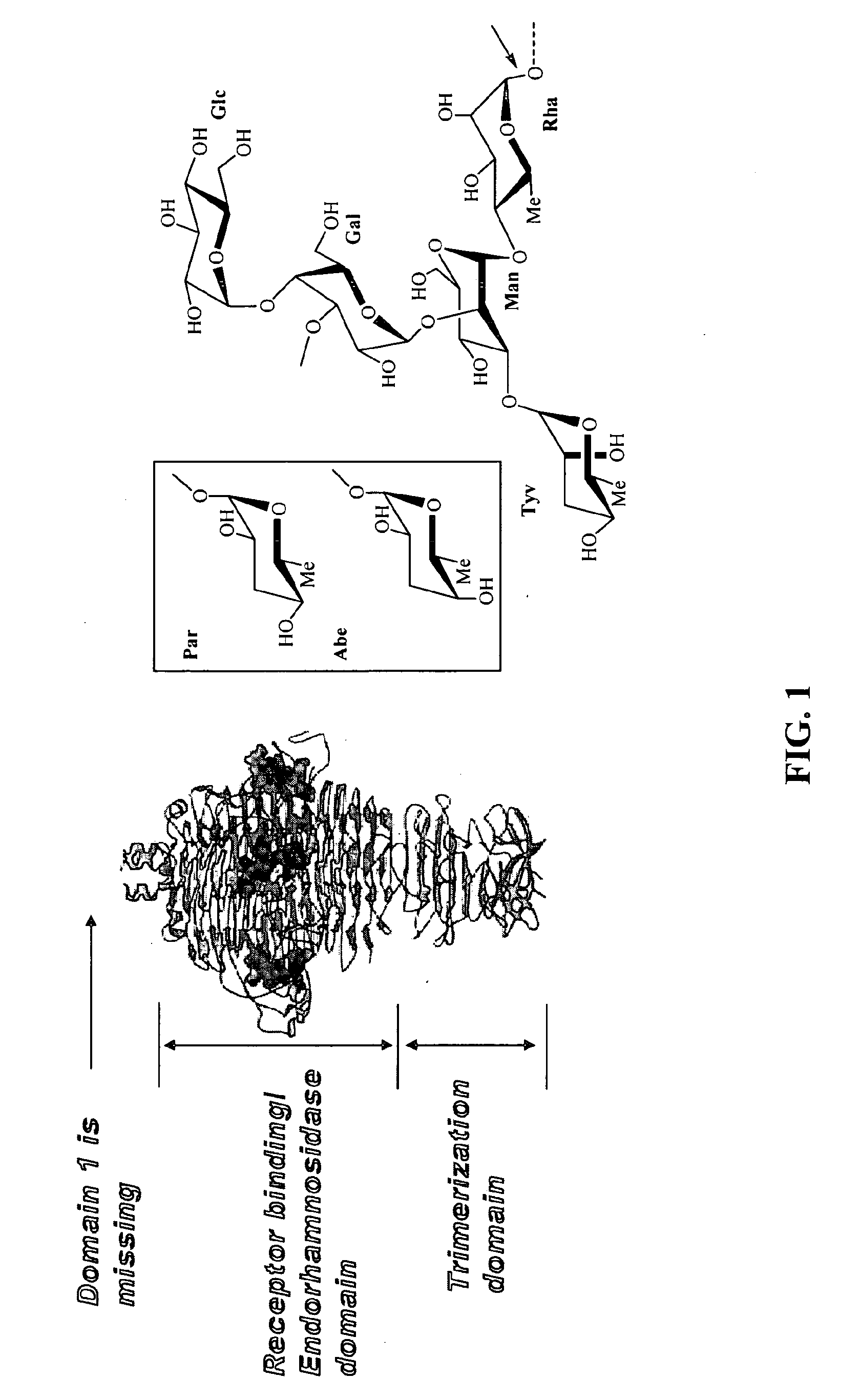 Phage receptor binding proteins for antibacterial therapy and other novel uses