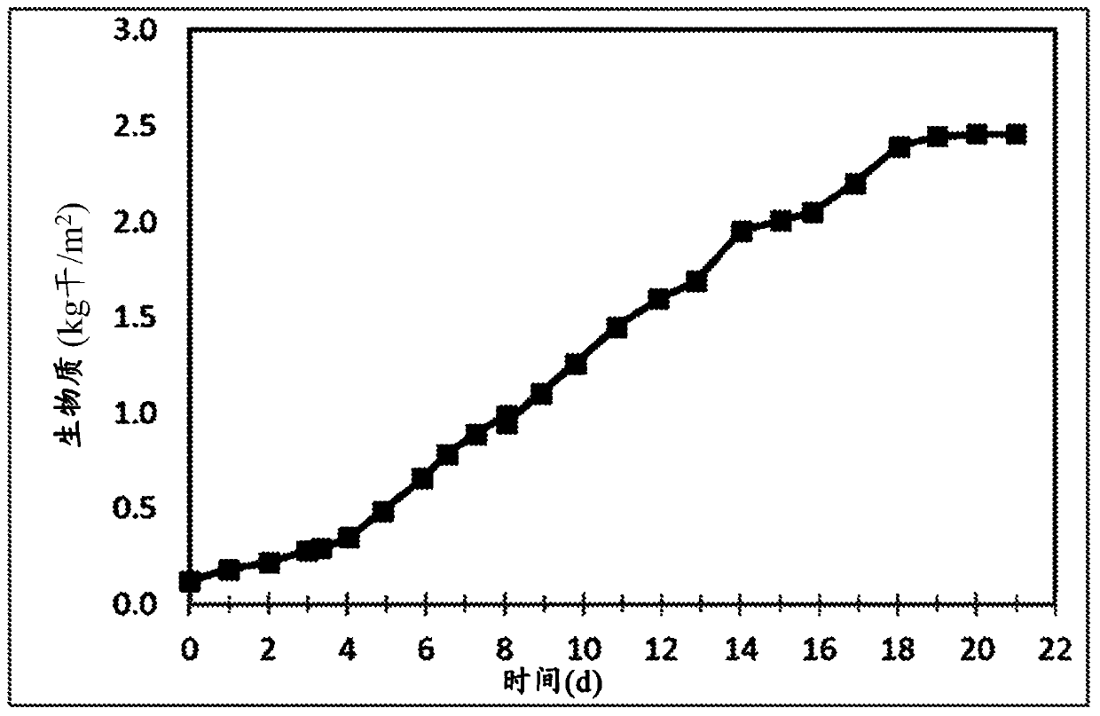 Edible composition with filamentous fungi and bioreactor system for the cultivation thereof