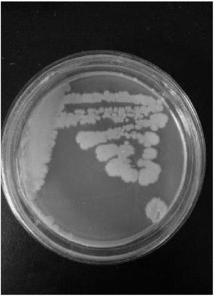 Bacillus cereus and application thereof in degradation of feathers