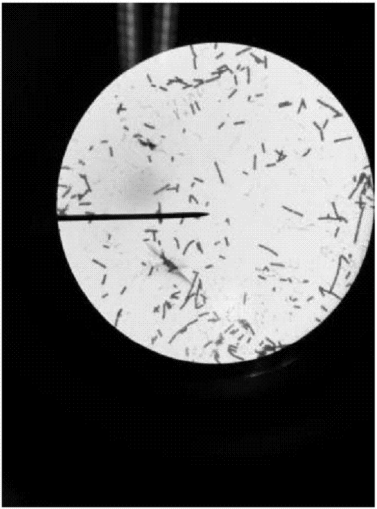 Bacillus cereus and application thereof in degradation of feathers