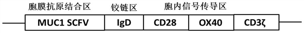 Anti MUC1 CAR-T cell and its preparation method and application