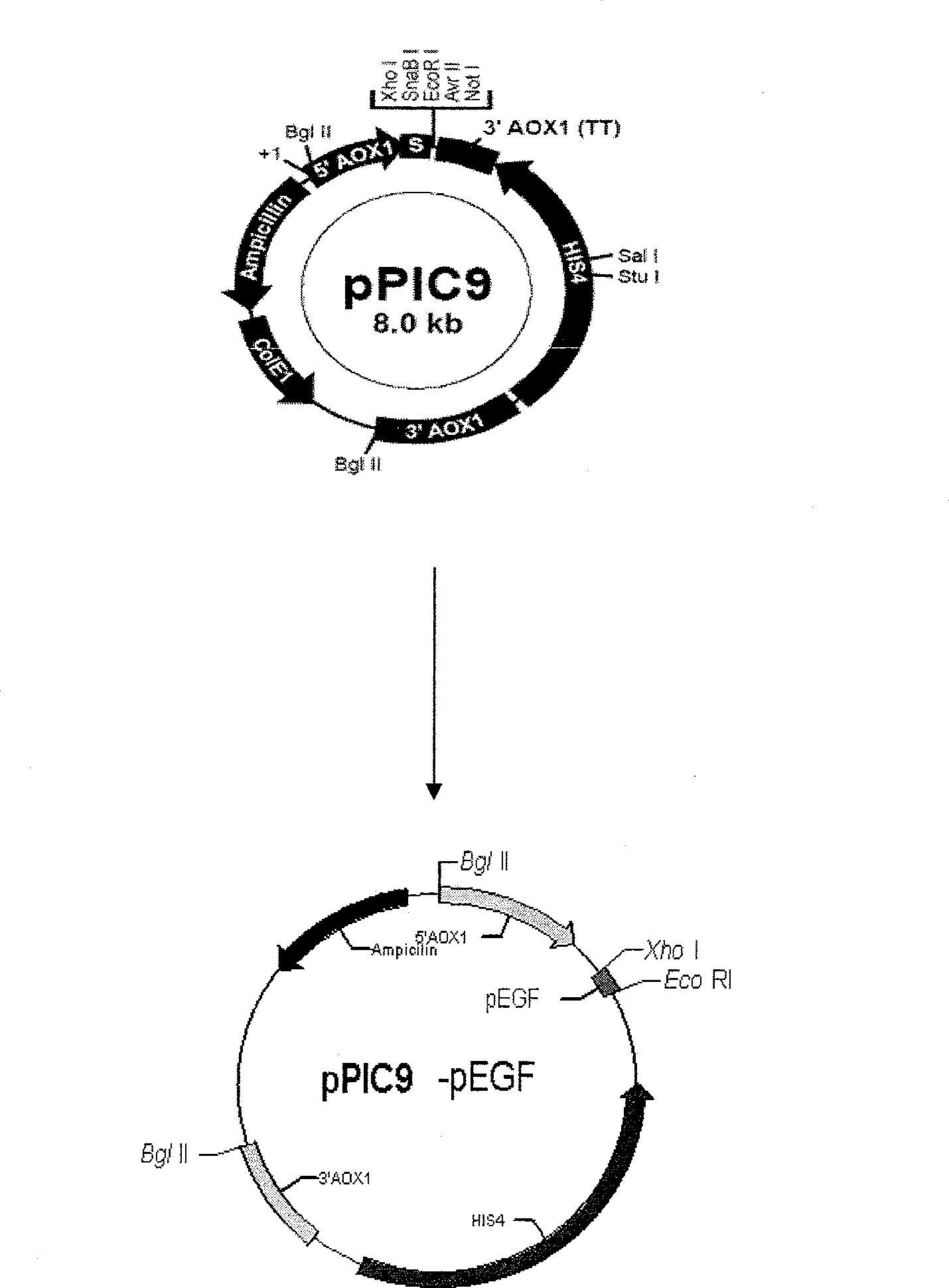 Pig's epidermal growth factor gene and its application