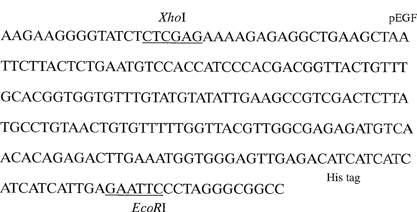 Pig's epidermal growth factor gene and its application