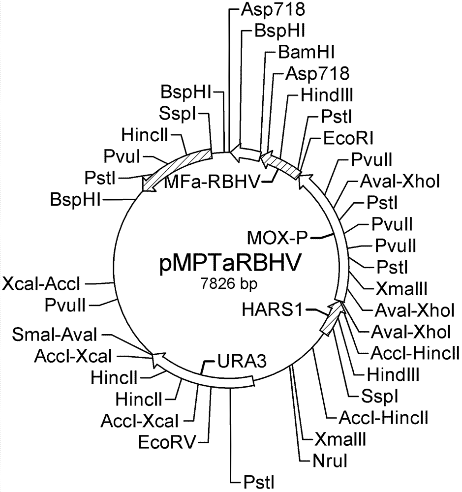 Construction of recombinant eukaryotic hansenula engineering bacterial strains containing medical hirudin genes and production process of recombinant hirudin